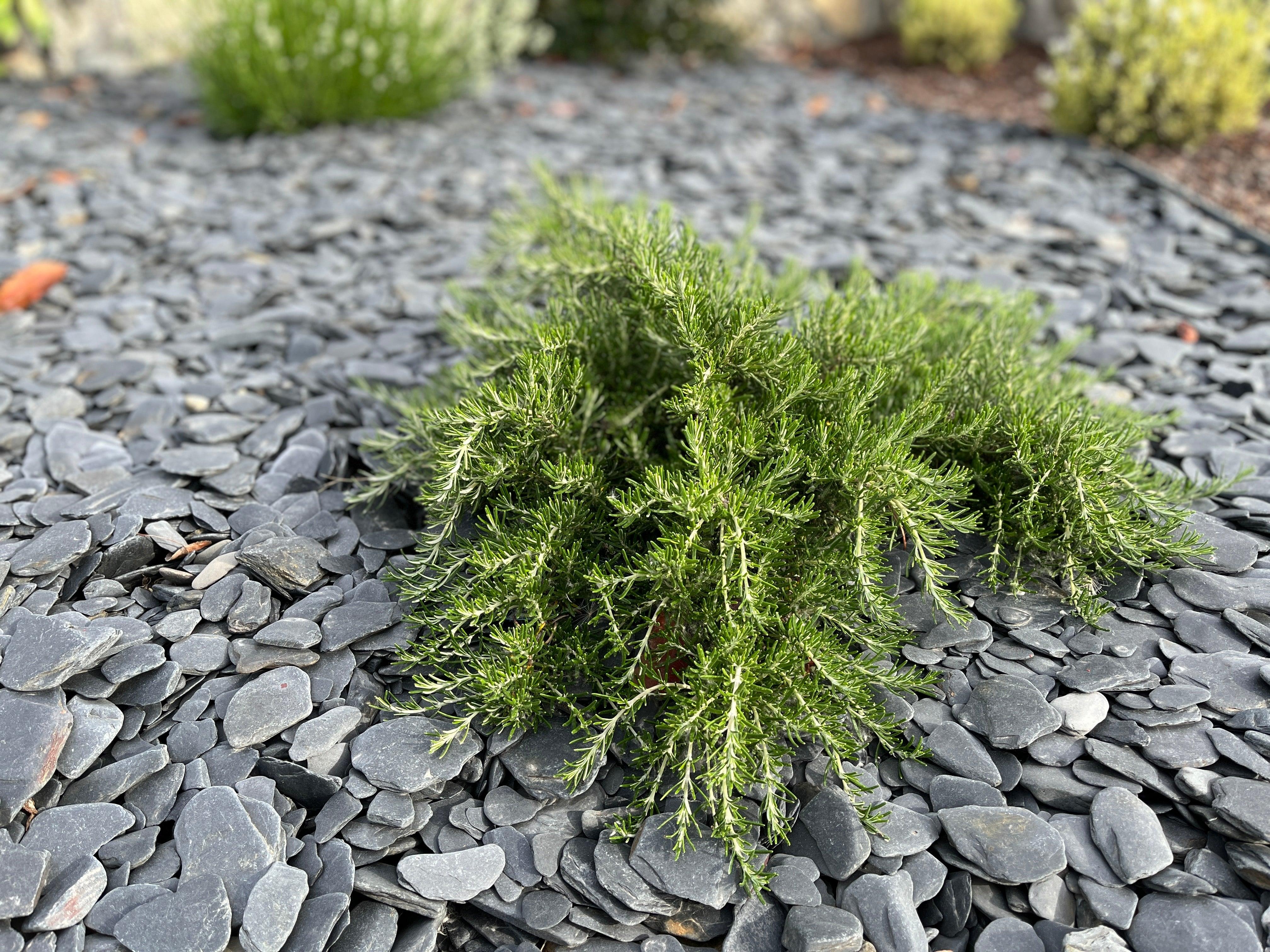 Canto rodado de pizarra redondeada, perfecto para decoración de jardines y paisajismo natural.