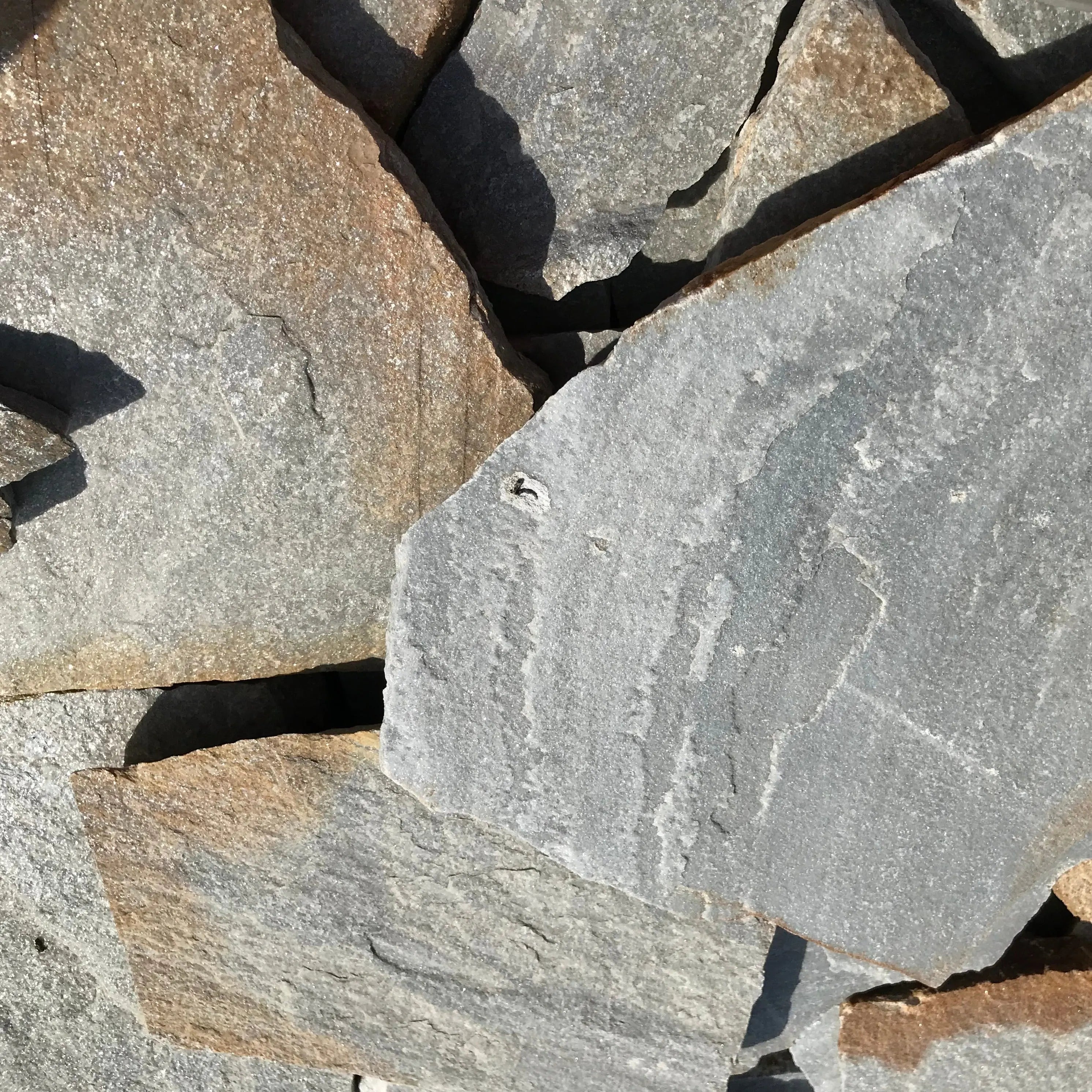 Planchoncillo Plata Bicolor, perfecto para decoración de jardines y paisajismo natural.